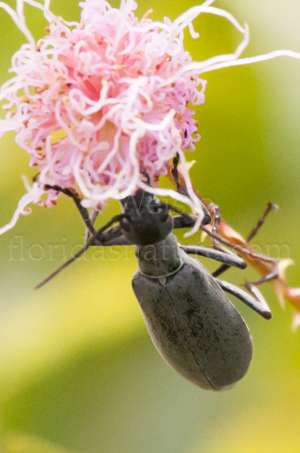Florida Blister Beetle - Epicauta floridensis